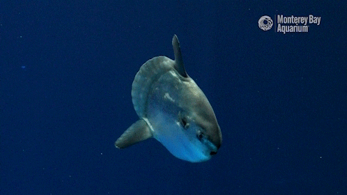 Mola Mola GIF by Monterey Bay Aquarium - Find & Share on GIPHY