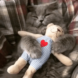 Cat And His Toy in funny gifs