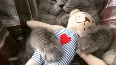 Cat And His Toy