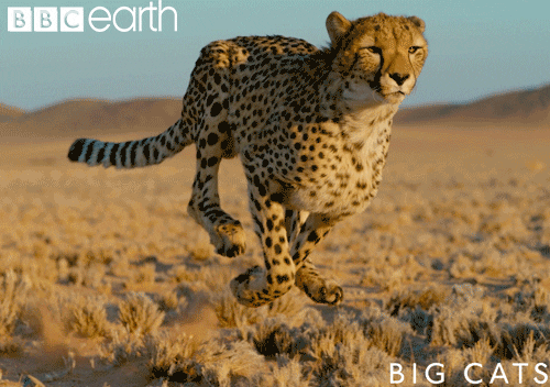Pet Cheetahs