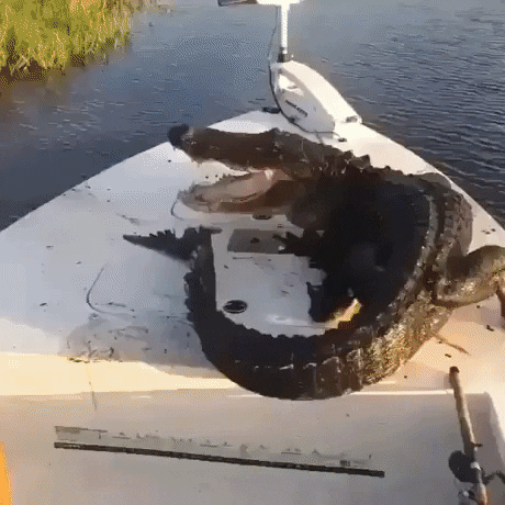How To Fight Aligator in animals gifs