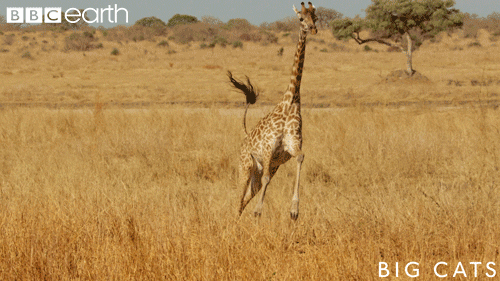 Giraffa corre