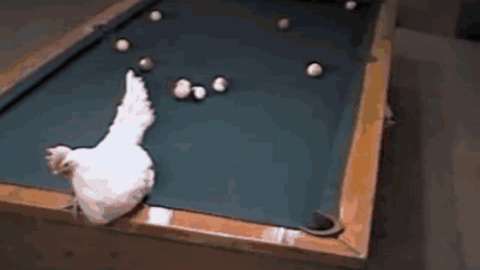 Egg Billiards best Gif