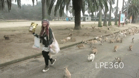 Bunny Loaded best Gif