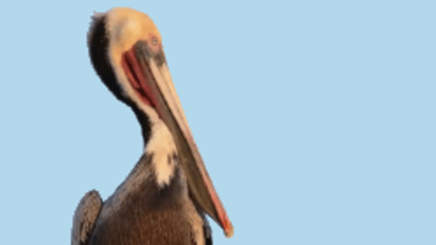 Yawning Pelican best Gif