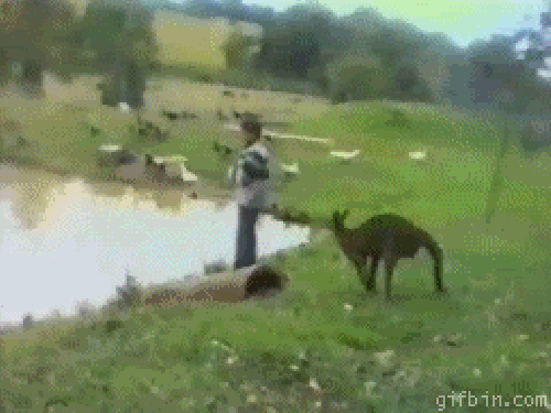 kangaroo kicks child into a lake