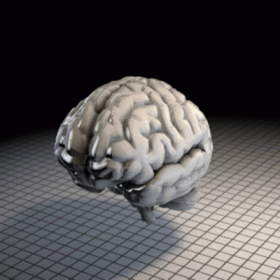 Cerveau
