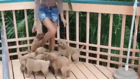 Puppies Attack best Gif