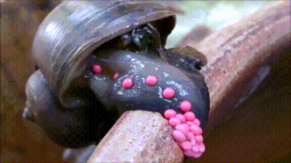 giphy-downsized-large.gif