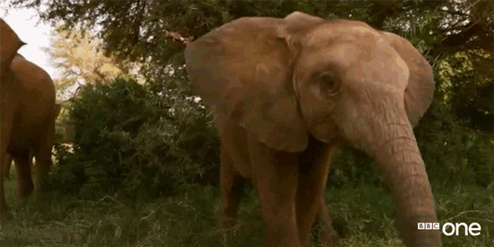Bbc One Elephant GIF by BBC - Find & Share on GIPHY