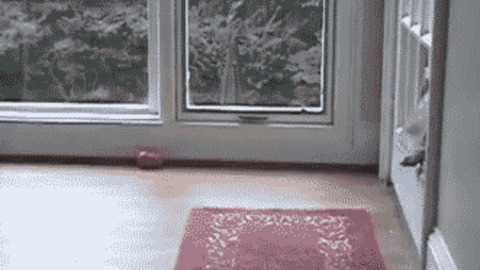 Come on you can best Gif