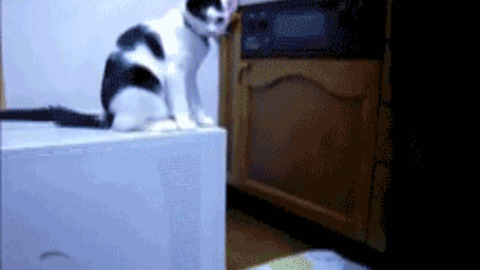 Crazy Cat best Gif