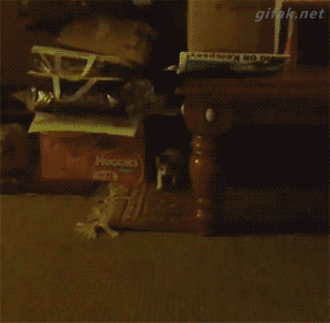 imagenes gif,imagenes graciosas, las mejores imagenes, imagenes graciosas, chistes, risas