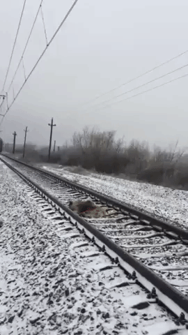 пёс охранял собаку на железных путях, спасение собаки на рельсах