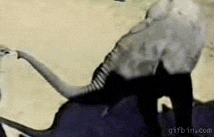 external_gif