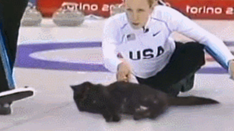 Cat Game best Gif