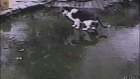 Catch that fish best Gif