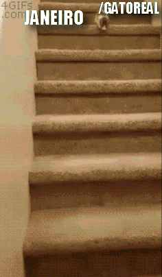 giphy.gif