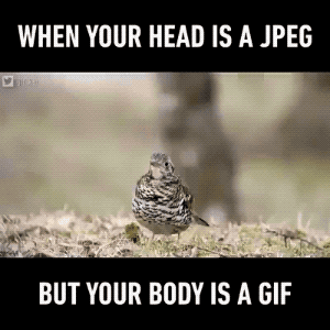 GIF Body Only in funny gifs