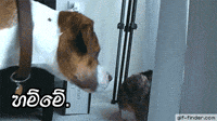 200w.gif