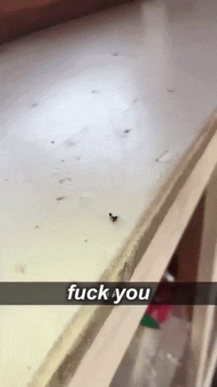 Thug Ant in animals gifs