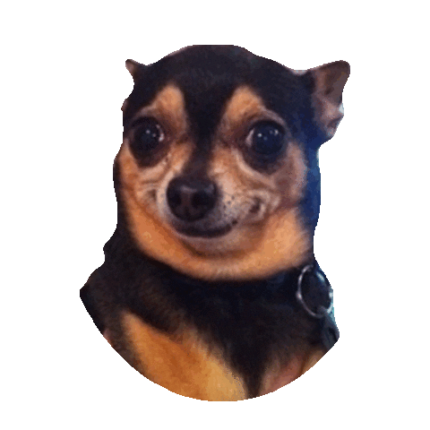 Confused Chihuahua Sticker by imoji for iOS & Android | GIPHY