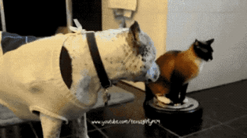 Get Out Of My Way in animals gifs