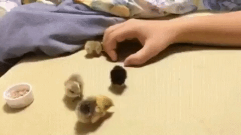 Human Makes a hand-house for Tiny Chicks