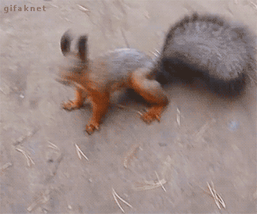 reactionseditor reaction excited squirrel come at me bro