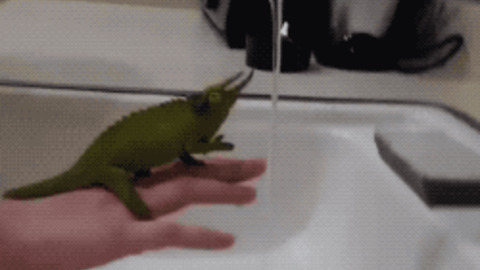Chameleon And Water