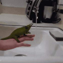 Chameleon And Water in animals gifs