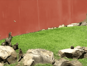 Chasing Butterfly in funny gifs