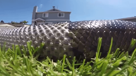 редкие животные, смешные животные, пугающие животные