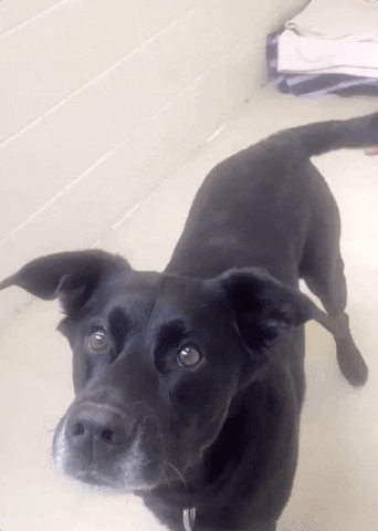 Embedded Giphy - Happy Dog GIF by Nebraska Humane Society - Find & Share on GIPHY