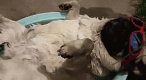 Summertime Is Here in animals gifs