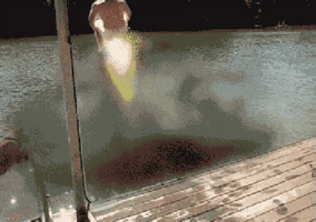 external_gif
