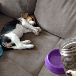 Wake Up Buddy in funny gifs