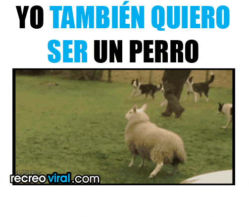 imagenes gif,imagenes graciosas, las mejores imagenes, imagenes graciosas, chistes, risas