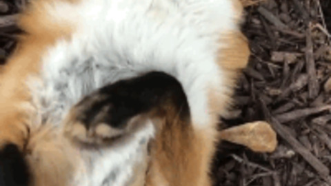 Foxe best Gif