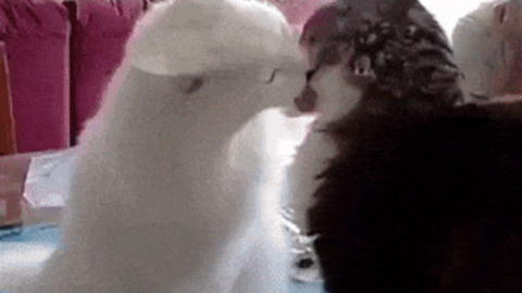 Love and Fight best Gif