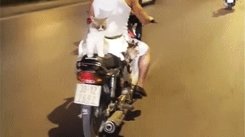 Kitty Ride best Gif