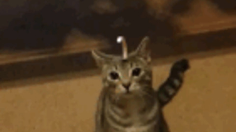 Unicorn Cat best Gif