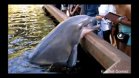 Dolphin applefag 