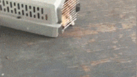 Kitty Store best Gif