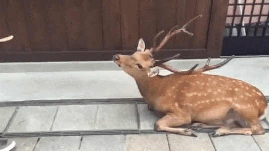 https://media.giphy.com/media/l0MYs2Vmtz6d8GQaQ/giphy.gif