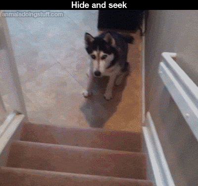Hide And Seek in funny gifs