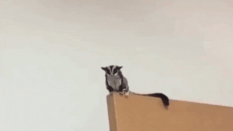 Flying Buddy best Gif