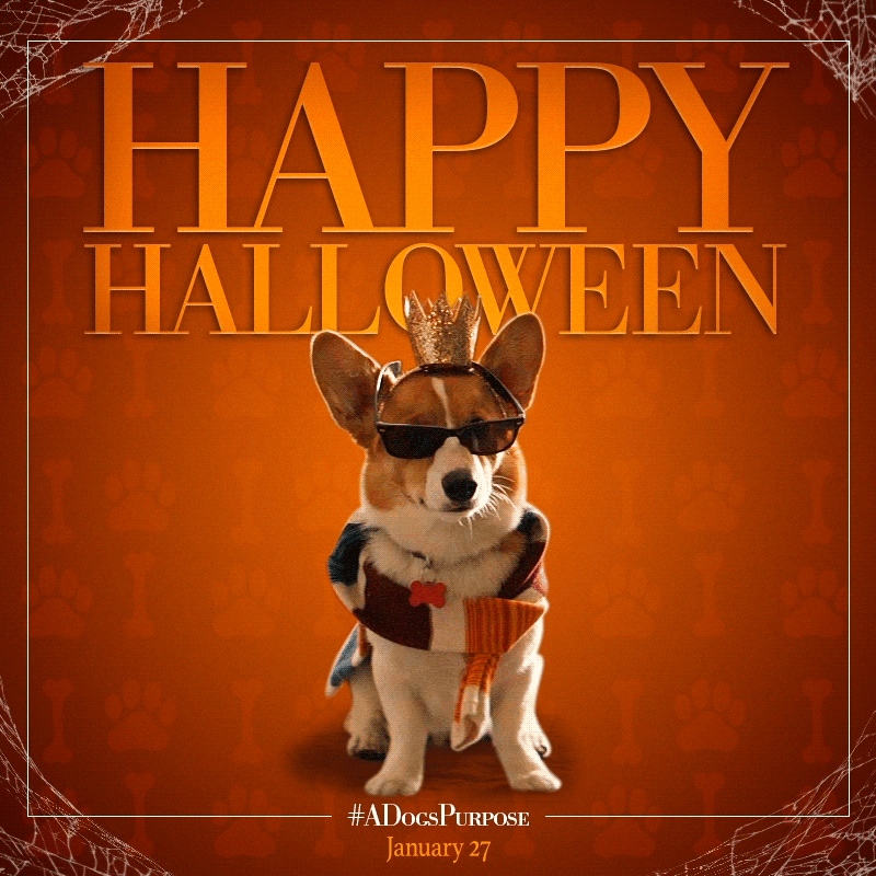 Halloween Dogs GIF by A Dog's Purpose Find & Share on GIPHY
