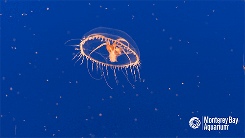 Awesome! Esta diminuta medusa es IN-MOR-TAL 😱 - Sopitas.com