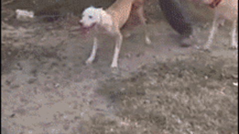 Awesome Dog best Gif